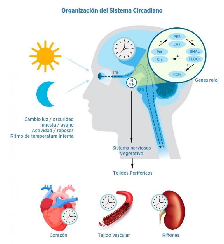 Crononutrición o cómo nuestros horarios pueden ayudarnos a controlar el